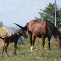 Horse