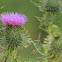 Spear Thistle 