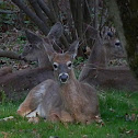 Eastern White-tail Deer (Herd)