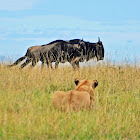 African lion