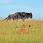 African lion