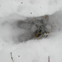Roe deer tracks