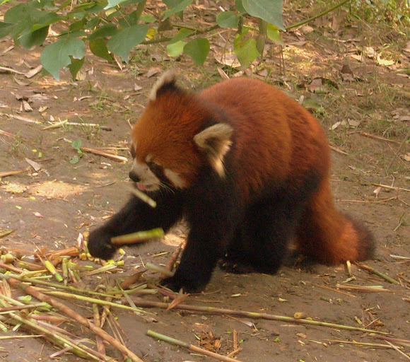 Spotting Image 1