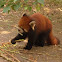 Red panda