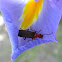 Leatherwinged soldier beetle