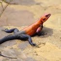 Agama