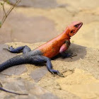 Agama