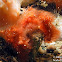 Orangutan Crab
