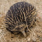 Echidna