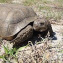 gopher tortoise