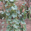 ridge gourd