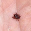 Dog tick