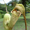 Aristolochia