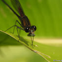 Damselfy and leafhopper