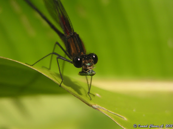 Spotting Image 1