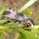 Wheel Bug
