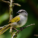 Black-striped Sparrow