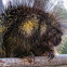 Porcupine