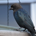 Brown-headed cowbird