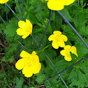 Buttercup