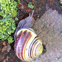 Banded Wood Snail