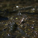 Western Pond Turtle