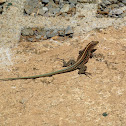 Central American Whiptail