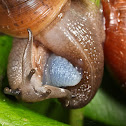rosy wolfsnail
