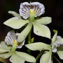 Orquidea