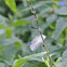 Feather