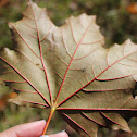 Norway Maple-Crimson King