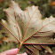 Norway Maple-Crimson King