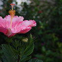 Hibiscus
