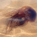 Arctic Red Jellyfish/Lion's Mane Jellyfish