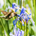 Black-chinned Hummingbird