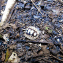[Porcellio expansus]