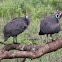 Guinea Fowl