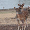 Spotted Deer