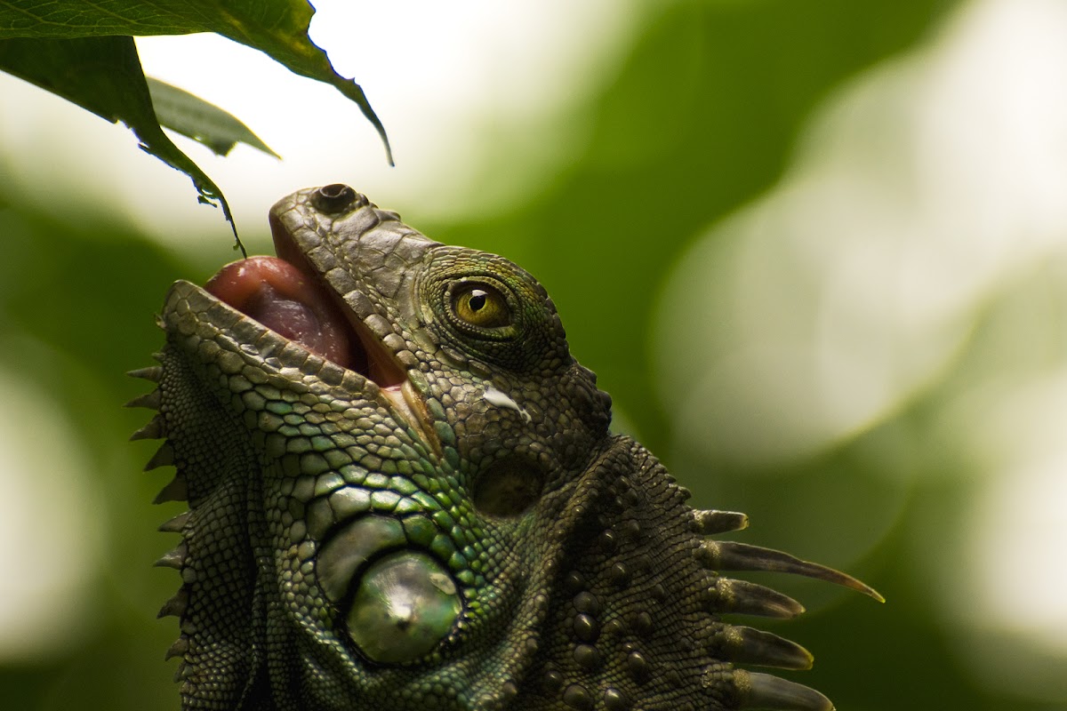 Green Iguana