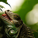 Green Iguana