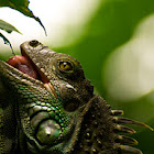 Green Iguana