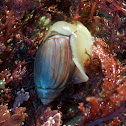 Olive Shell