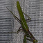 Praying Mantis