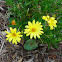 Pretty Yellow Flower