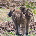Yellow Baboon