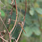 Dragonfly (aguacil)