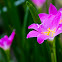 Pink Rain Lily