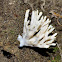 False Coral