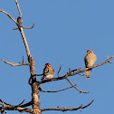 American Kestrel