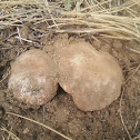 King Bolete